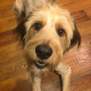 Meet your Posher, Jodie